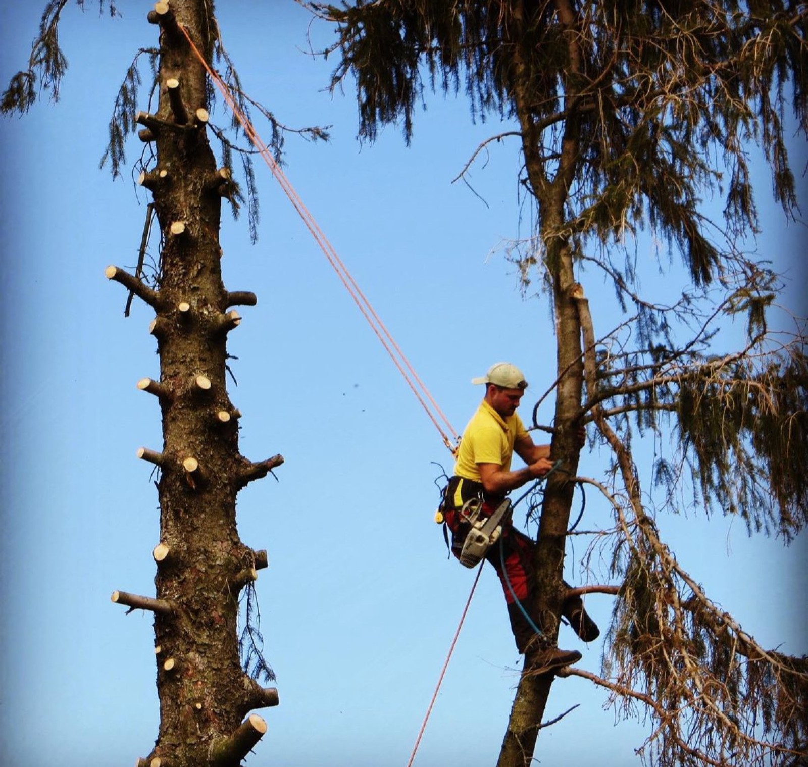 Abattage d'un sapin à Vienne 