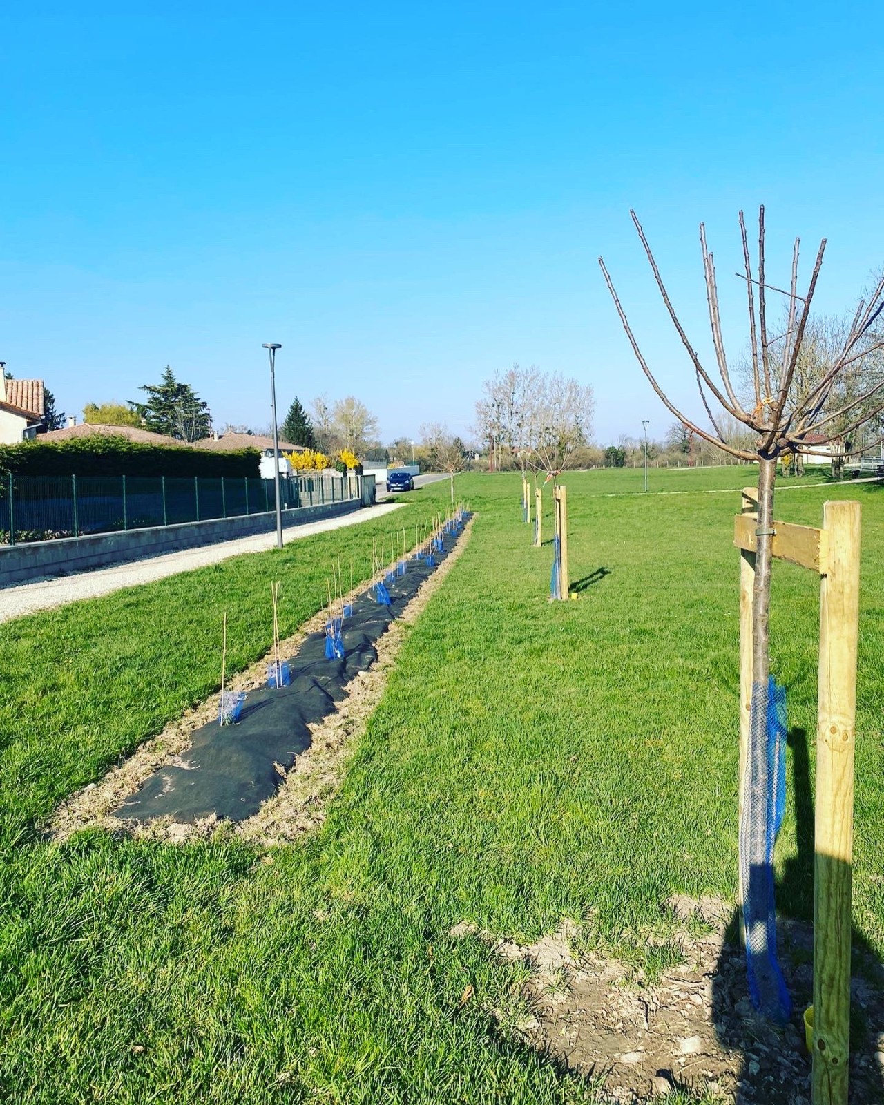 Plantation d'arbres à Bourgoin jallieu