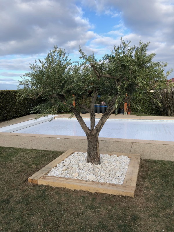 aménagement en poutres de chênes autour d'un olivier à vienne