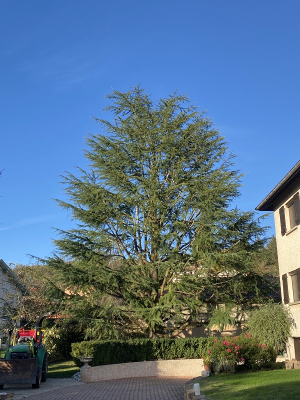 résultat de l'élagage d'un cèdre à st jean de Bournay