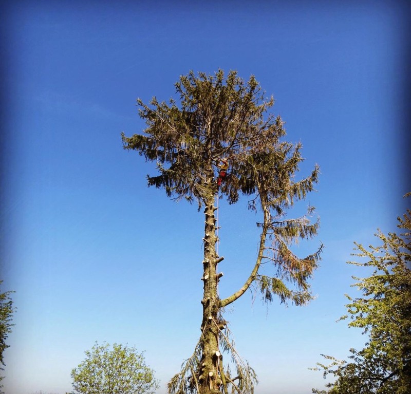 Abattage d'arbre à Vienne