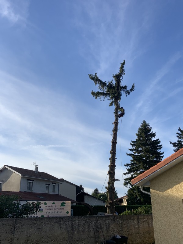 Abattage d'un sapin par démontage nord Isère