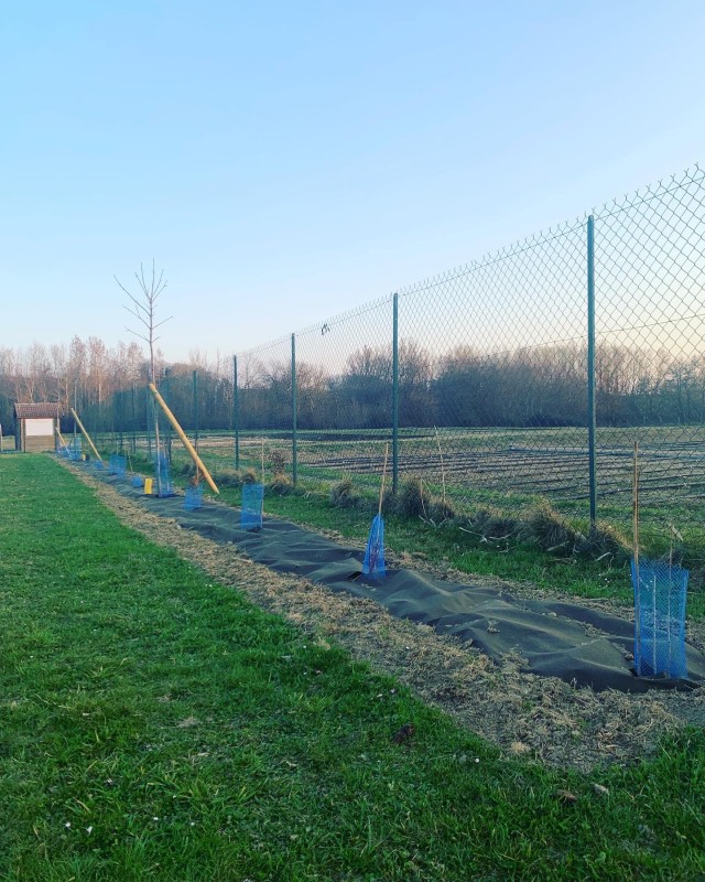 entretien d'arbustes à Bourgoin jallieu 