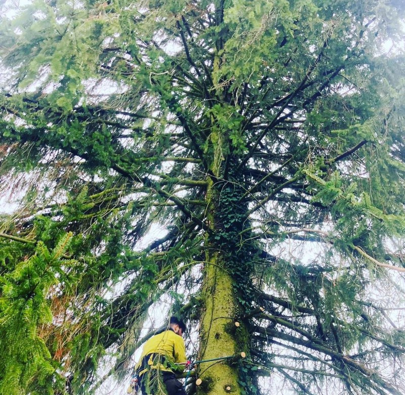 Abattage d'arbres menaçant de tomber sur une maison à Bourgoin en Isère