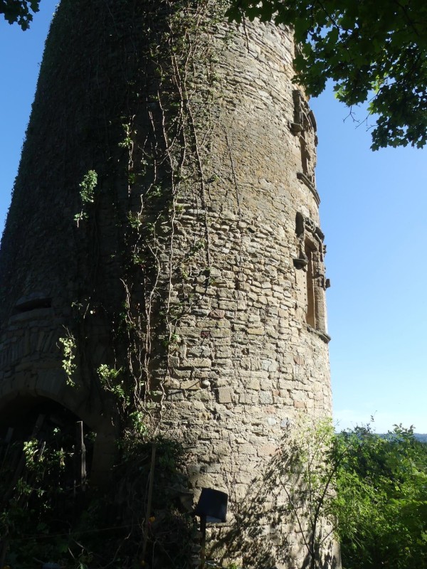 taille du lierre sur un bâtiment en nord Isère