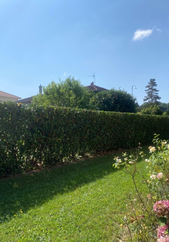 Taille de haie de laurier à st jean de Bournay 