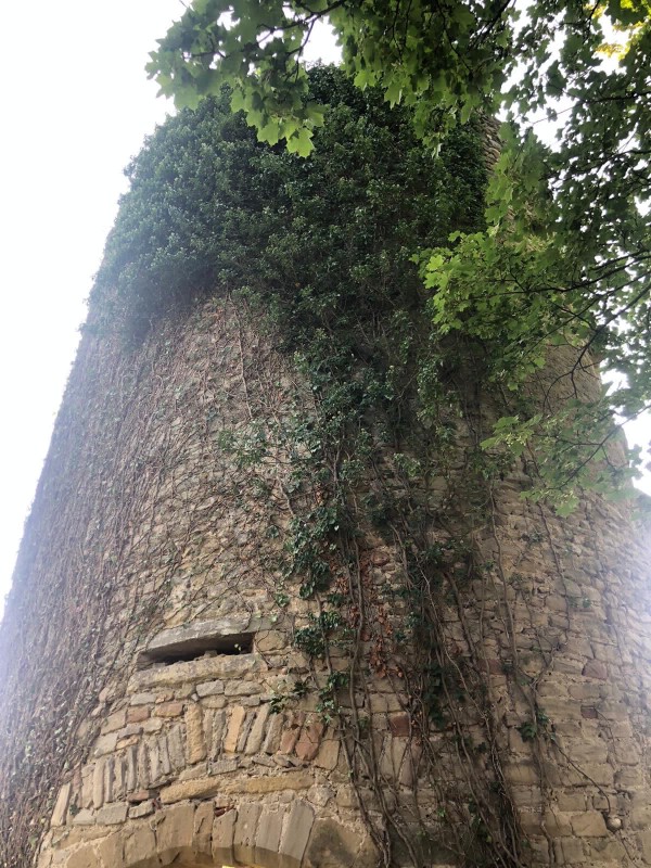 entretien du lierre en Isère