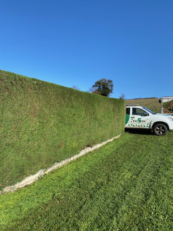 taille d'une haie de cyprès à Bourgoin jallieu 