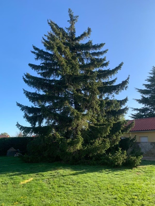 Arbre dangereux à abattre à St Jean de Bournay