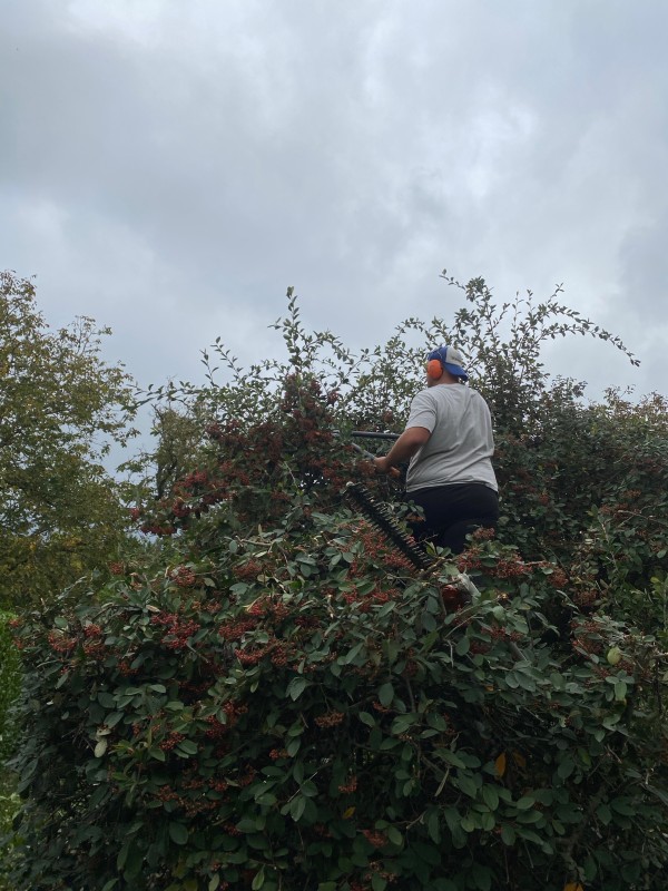 Entreprise de paysagisme pour la taille de haies et d'arbres à Champier près de Nivolas Vermelle
