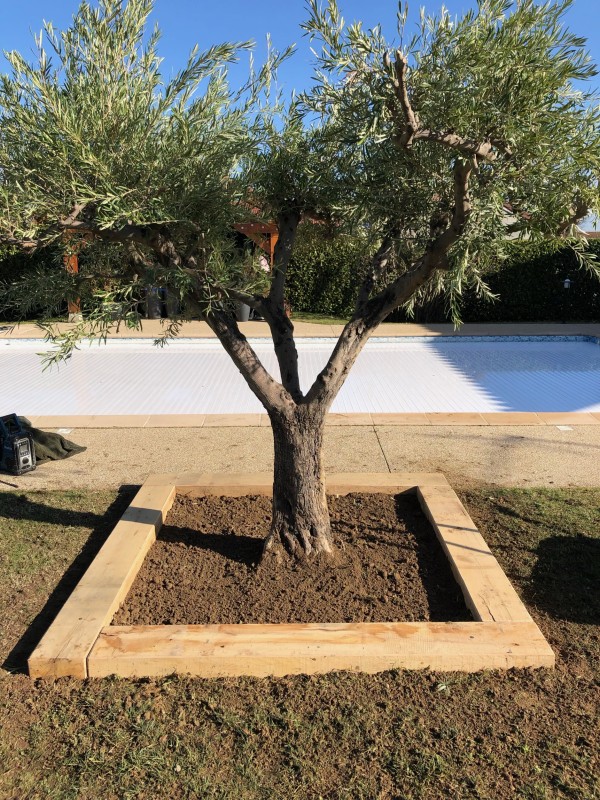 plantation d'un olivier centenaire à vienne