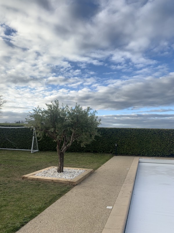 plantation d'un olivier aux abords d'une piscine à vienne 
