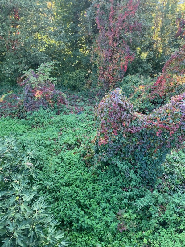 Terrain en friche à Bourgoin jallieu