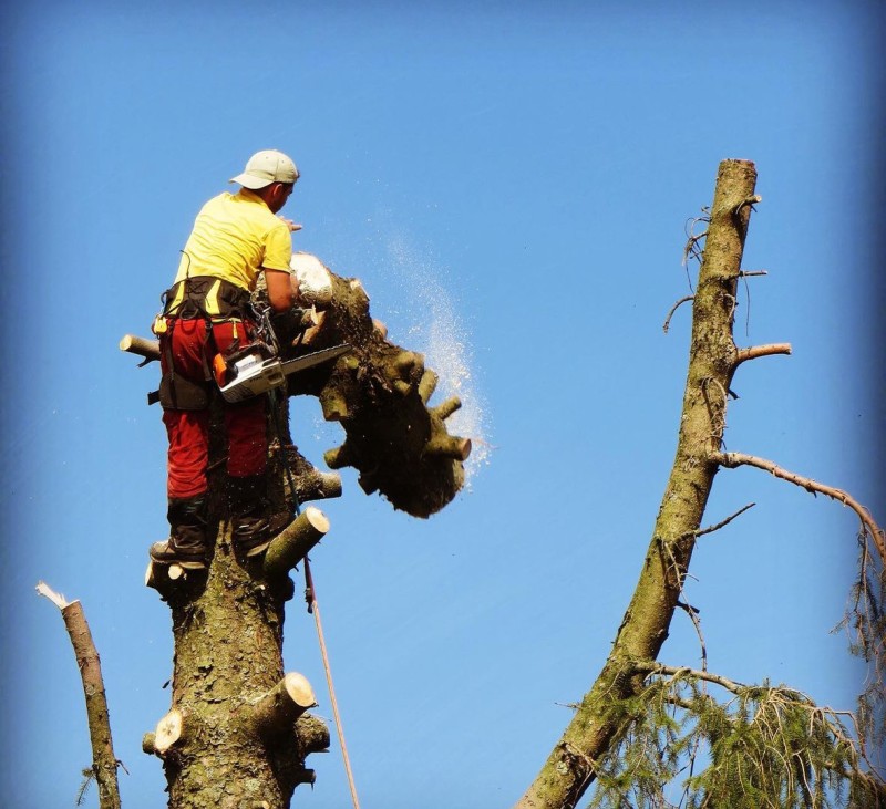 Abattage par démontage d'un épicéa en Isère